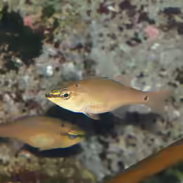 Ostorhinchus notatus