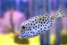 Ostracion rhinorhynchos