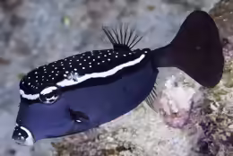 Ostracion trachys