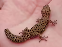 Pachydactylus capensis