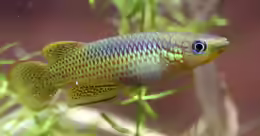 Pachypanchax playfairii