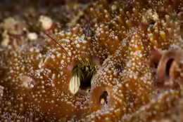 Paguritta gracilipes