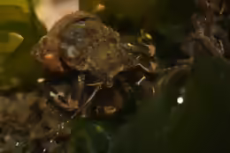 Pagurus hirsutiusculus