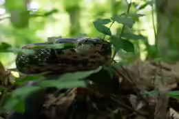 Pantherophis alleghaniensis