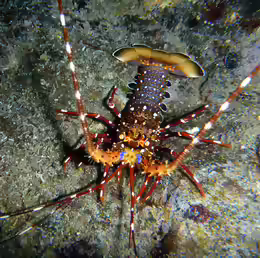 Panulirus longipes