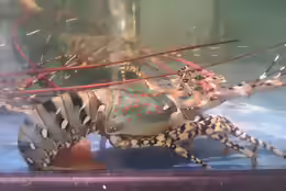 Panulirus ornatus