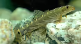 Paracanthocobitis botia