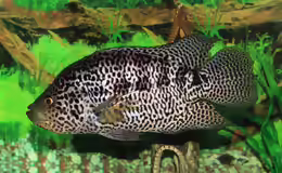 Parachromis managuensis