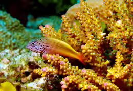 Paracirrhites forsteri