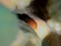 Paragobiodon modestus