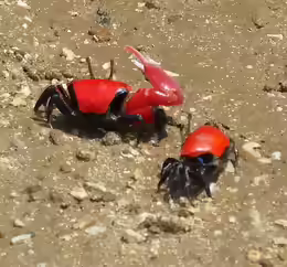 Paraleptuca chlorophthalmus