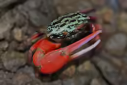 Paraleptuca crassipes
