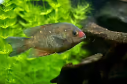 Paretroplus kieneri