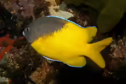 Parma bicolor