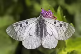 Parnassius mnemosyne