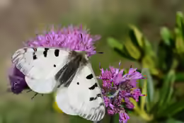 Parnassius phoebus