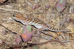 Paroedura picta