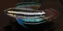Parosphromenus kishii