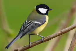 Parus major
