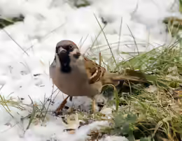 Passer montanus