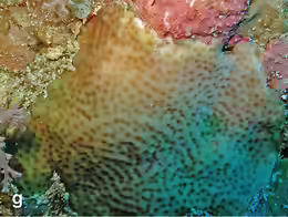 Pavona bipartita