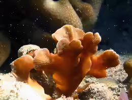 Pavona cactus