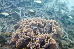 Pavona frondifera