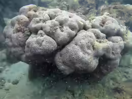 Pavona gigantea