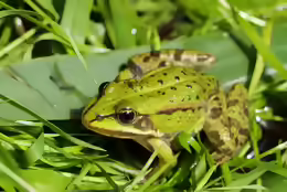 Pelophylax esculentus