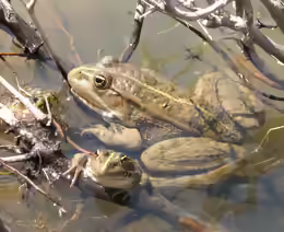 Pelophylax ridibundus