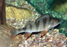Perca fluviatilis