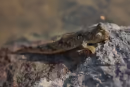 Periophthalmus modestus