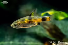 Pethia aurea