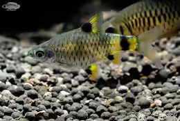 Pethia gelius