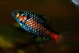 Pethia padamya