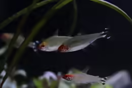 Petitella bleheri
