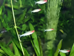 Petitella georgiae