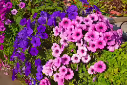 Petunia integrifolia