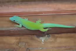 Phelsuma andamanense
