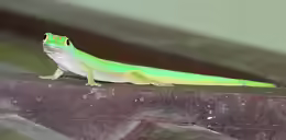 Phelsuma astriata