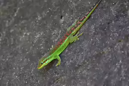Phelsuma borbonica