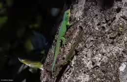 Phelsuma guimbeaui