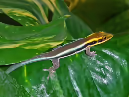 Phelsuma klemmeri