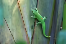 Phelsuma madagascariensis