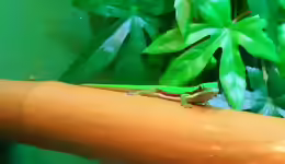 Phelsuma nigristriata