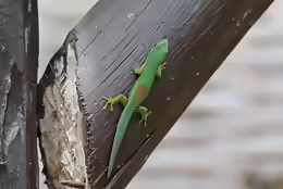 Phelsuma pusilla