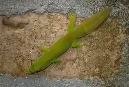 Phelsuma serraticauda
