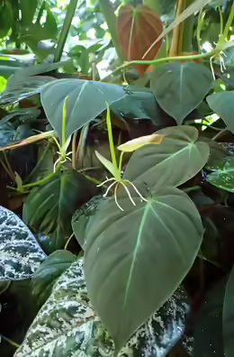 Philodendron micans