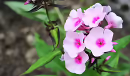 Phlox floridana