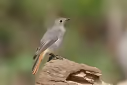Phoenicurus ochruros